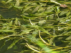 Potamogeton lucens