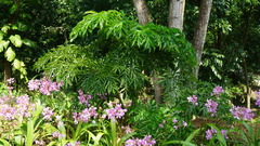 Amorphophallus hirtus
