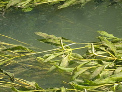 Potamogeton lucens