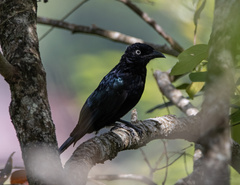 Dicrurus hottentottus