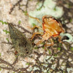 Glossonotus acuminatus