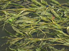 Potamogeton lucens
