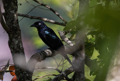 Dicrurus hottentottus