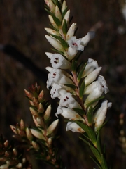 Epacris obtusifolia
