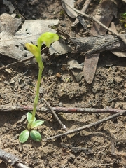 Pterostylis cycnocephala