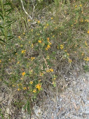 Pultenaea