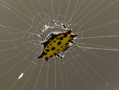 Gasteracantha
