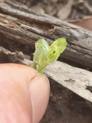 Pterostylis cycnocephala