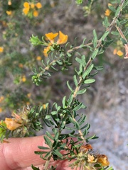 Pultenaea