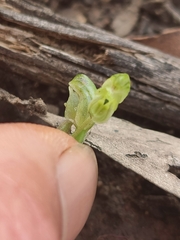 Pterostylis cycnocephala