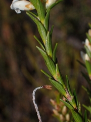Epacris obtusifolia