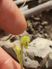 Pterostylis cycnocephala