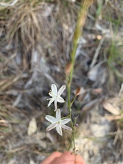 Caesia parviflora