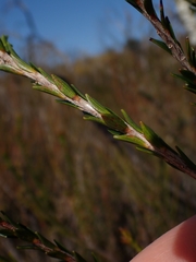 Epacris obtusifolia