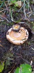 Lactarius deterrimus