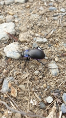 Carabus violaceus
