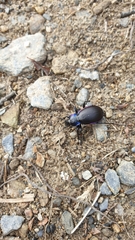 Carabus violaceus