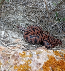 Vipera aspis