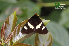 Scrobigera hesperioides