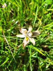 Moraea vegeta