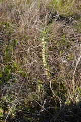 Melichrus urceolatus