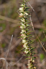 Melichrus urceolatus