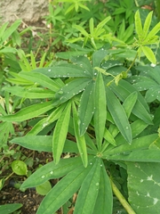 Lupinus hispanicus