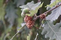 Andricus foecundatrix