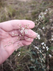Gypsophila altissima