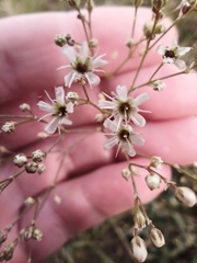 Gypsophila altissima