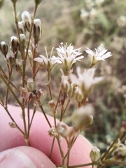 Gypsophila altissima
