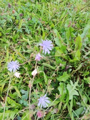 Cichorium