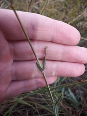 Gypsophila altissima