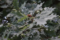 Andricus foecundatrix