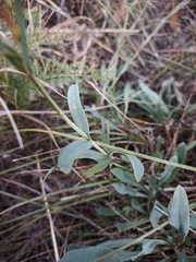 Gypsophila altissima