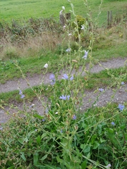 Cichorium