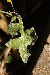 Golovinomyces sonchicola