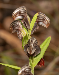 Pterostylis sanguinea