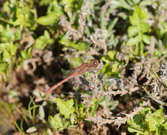 Diplacodes bipunctata