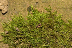 Homalothecium sericeum