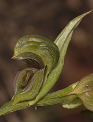 Pterostylis sanguinea