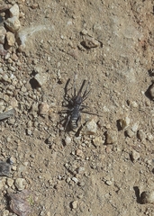 Solifugae