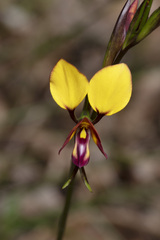 Diuris magnifica
