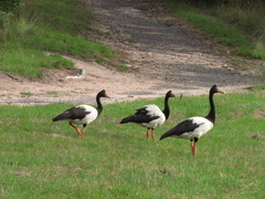 Anseranas semipalmata