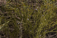 Comesperma scoparium