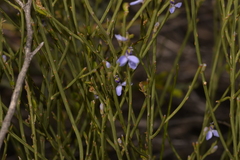 Comesperma scoparium