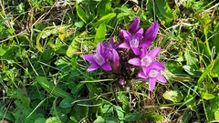 Gentianella germanica