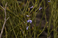 Comesperma scoparium