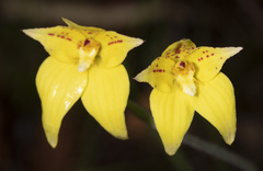 Caladenia flava