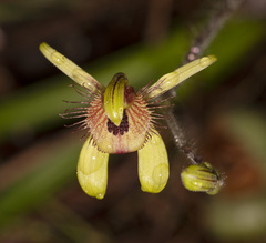 Caladenia discoidea